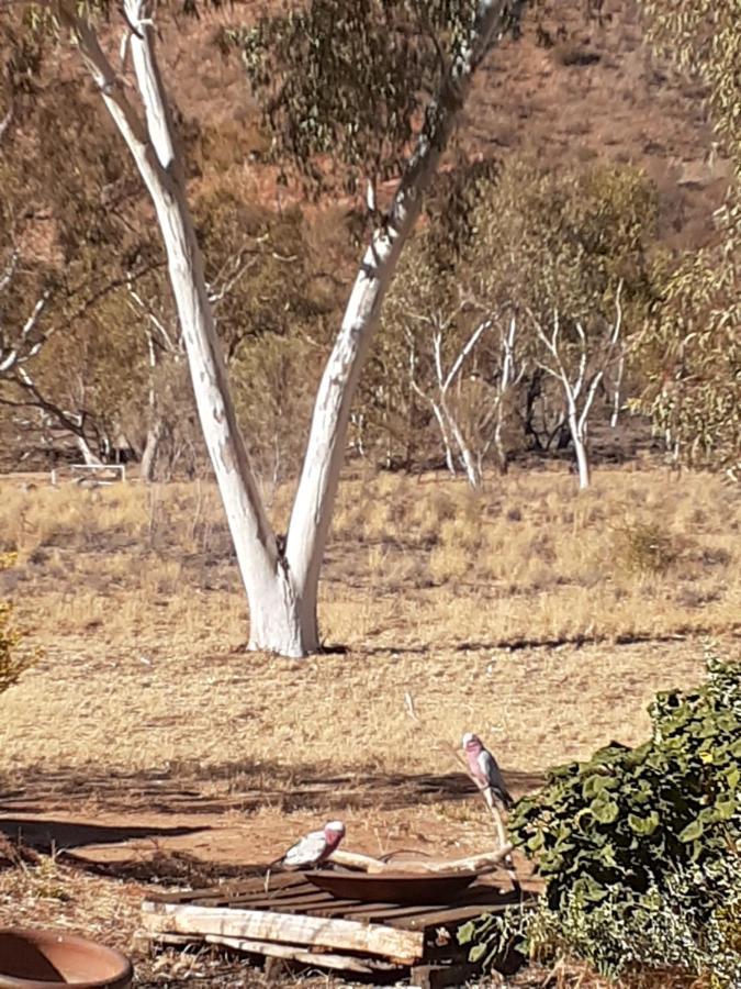 Squeakywindmill Boutique Tent B&B Alice Springs Esterno foto